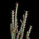 Euphorbia aeruginosa P1120647.JPG